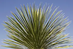 Soap: Soaptree Yucca - Utilized for soap, food and to