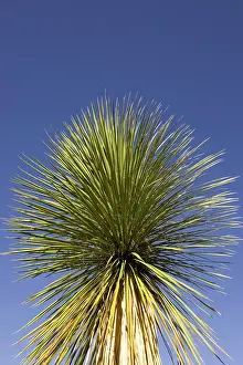 Soap: Soaptree Yucca - Utilized for soap, food and to