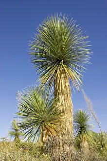 Soap: Soaptree Yucca - Utilized for soap, food and to