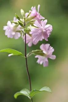 Saponaria: Soapwort