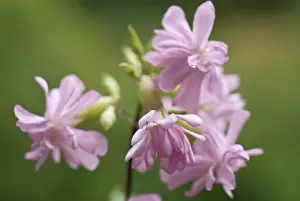 Saponaria: Soapwort