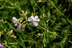 Saponaria: Soapwort (Saponaria officinalis). Denmark in August