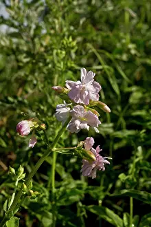Saponaria: Soapwort (Saponaria officinalis). Denmark in August