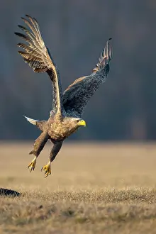 Start: Soaring adult white-tailed eagle (Haliaeetus albicilla)