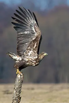 Start: Soaring young White-tailed eagle (Haliaeetus albicilla)