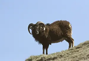 Islets: Soay aries on Hirta Island Scotland