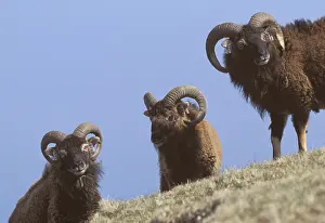 Islets: Soay aries on Hirta Island Scotland