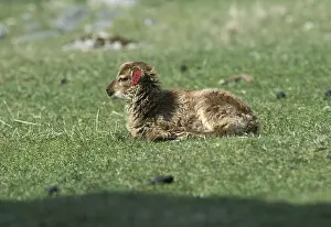 Islets: Soay lamb lied down in grass Hirta Island Scotland