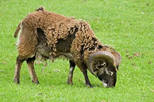 Fleece: Soay ram sheep - shedding its fleece and grazing