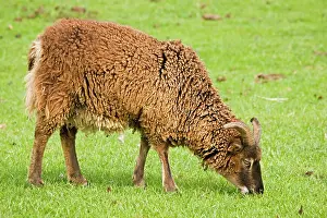 Fleece: Soay ram sheep - shedding its fleece and grazing