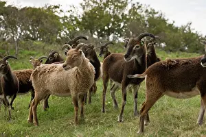 Soay: Soay Sheep