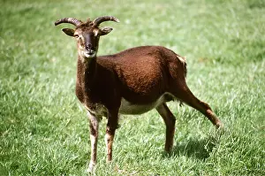 Horns: SOAY SHEEP