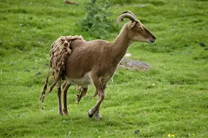 Fleece: Soay sheep - shedding fleece