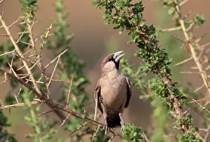 Philetairus: Sociable / Social WEAVER - ON BRANCH