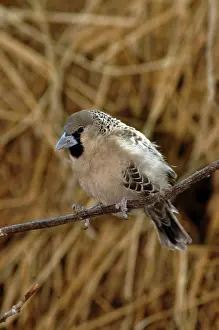 Philetairus: Sociable / Social Weaver - On branch