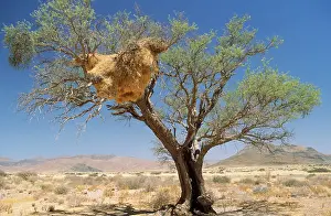 Philetairus: Sociable / Social Weaver - communal nest