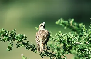 Philetairus: Sociable / Social Weaver - looking up to the nest