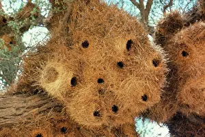Philetairus: Sociable / Social Weaver - nest