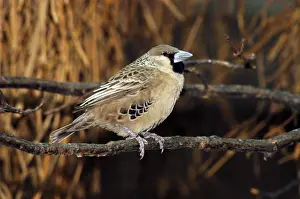 Philetairus: Sociable / Social Weaver - perched on branch