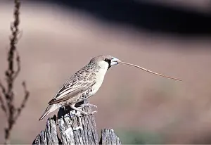 Tool: Sociable / Social WEAVER - with straw for nest in beak