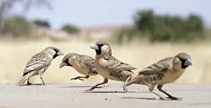 Philetairus: Sociable Weaver