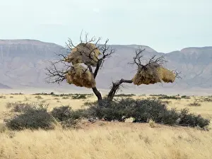 Philetairus: Sociable Weaver