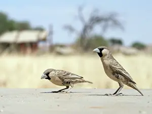 Philetairus: Sociable Weaver