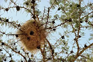 Thorns: Sociable Weaver