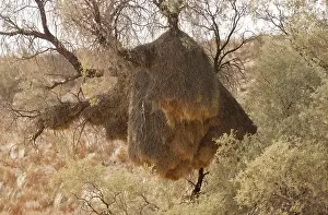 Philetairus: Sociable Weaver. large old nest in thorn tree