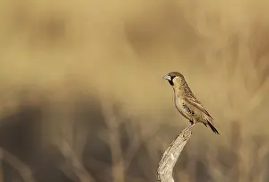 101017: Sociable Weaver - male - perching in the vicinity