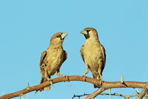 Perching: Sociable Weaver. Perching in the vicinity of their