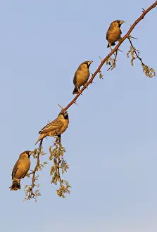 Papilionaceae: Sociable Weaver (Philetairus socius) - Males in