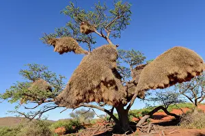Multitude: Sociable weaver (Philetairus socius) nests in a