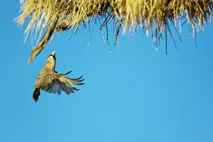 Weaver: Sociable Weaver. Returning to the communal nest