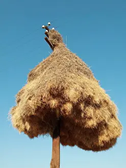 Philetairus: Sociable Weavers Nest - huge communal nest at a