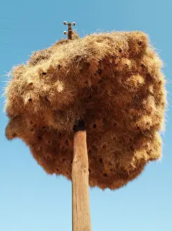 Philetairus: Sociable Weavers Nest - huge communal nest at a