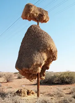 Philetairus: Sociable Weavers Nest - huge communal nest at a