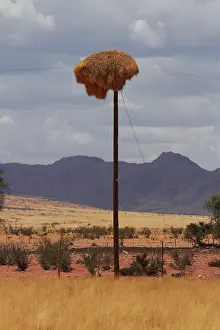 Weavers: Sociable weavers nest on power pole, Namib