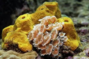 Sponges: Social Feather Duster (Bispira brunnea) in front