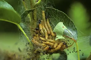Sawfly: Social pear sawfly larvae