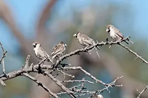 Sociable: Social / Sociable Weavers - four sitting on dead branch