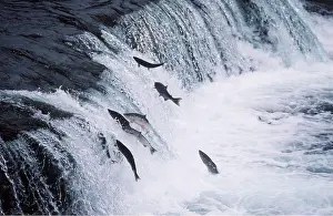 Sockeye: SOCKEYE SALMON