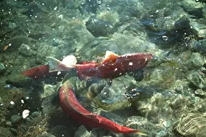 Cycles: SOCKEYE SALMON