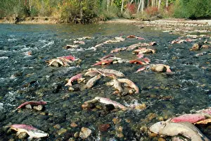 Sockeye: Sockeye Salmon - dead salmon after spawning