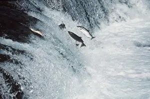 SOCKEYE SALMON - LEAPING