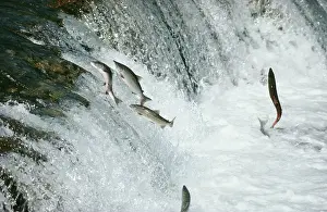 Sockeye: SOCKEYE SALMON - leaping upstream
