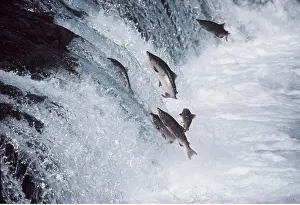 Sockeye: SOCKEYE SALMON - leaping upstream