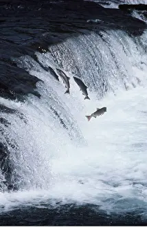Sockeye: SOCKEYE SALMON - leaping upstream