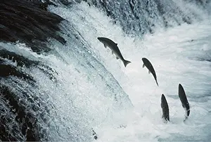 SOCKEYE SALMON - leaping upstream