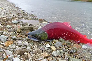 Sockeye: Sockeye Salmon - male dying on the shore